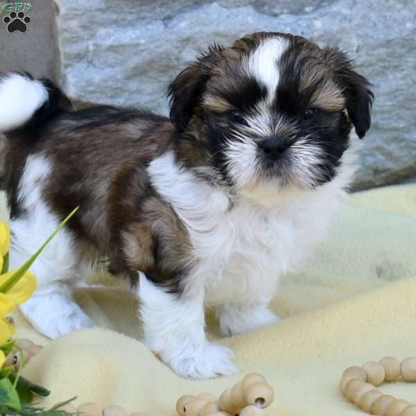 Corduroy, Shih Tzu Puppy